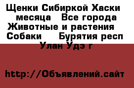 Щенки Сибиркой Хаски 2 месяца - Все города Животные и растения » Собаки   . Бурятия респ.,Улан-Удэ г.